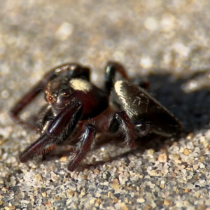 Opisthoncus sp. (genus) at Port Macquarie, NSW - 3 Aug 2024 09:03 AM