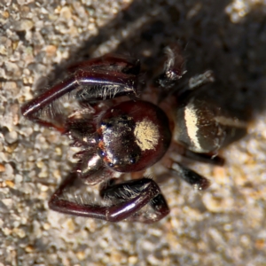 Opisthoncus sp. (genus) at Port Macquarie, NSW - 3 Aug 2024 09:03 AM