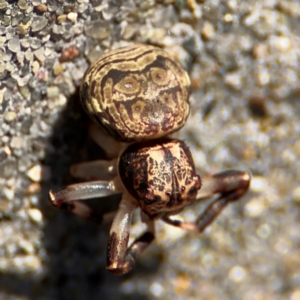 Cymbacha ocellata at Port Macquarie, NSW - 3 Aug 2024 09:02 AM