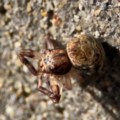 Cymbacha ocellata at Port Macquarie, NSW - 3 Aug 2024