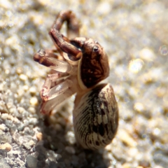 Cymbacha ocellata at Port Macquarie, NSW - 3 Aug 2024 09:02 AM