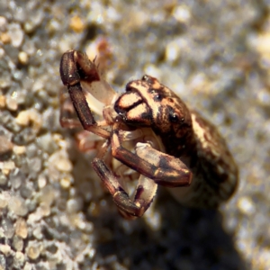 Cymbacha ocellata at Port Macquarie, NSW - 3 Aug 2024 09:02 AM