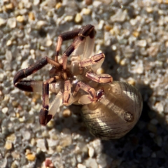 Cymbacha ocellata at Port Macquarie, NSW - 3 Aug 2024 09:02 AM