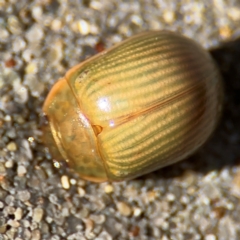 Paropsini sp. (tribe) (Unidentified paropsine leaf beetle) at Port Macquarie, NSW - 3 Aug 2024 by Hejor1