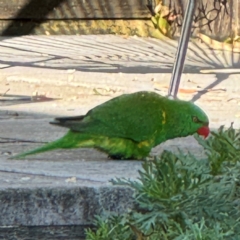 Trichoglossus chlorolepidotus (Scaly-breasted Lorikeet) at Port Macquarie, NSW - 2 Aug 2024 by Hejor1