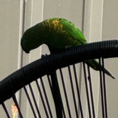 Trichoglossus chlorolepidotus at Port Macquarie, NSW - 3 Aug 2024 08:58 AM