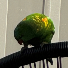 Trichoglossus chlorolepidotus at Port Macquarie, NSW - 3 Aug 2024 08:58 AM