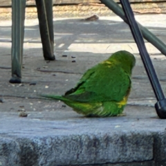 Trichoglossus chlorolepidotus at Port Macquarie, NSW - 3 Aug 2024 08:58 AM