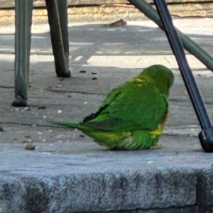 Trichoglossus chlorolepidotus at Port Macquarie, NSW - 3 Aug 2024