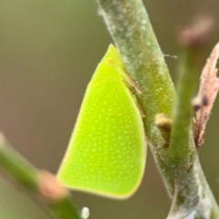 Siphanta sp. (genus) (Green planthopper, Torpedo bug) at Port Macquarie, NSW - 3 Aug 2024 by Hejor1