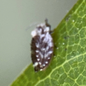 Psychodidae sp. (family) at Port Macquarie, NSW - 3 Aug 2024 08:10 AM