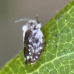 Psychodidae sp. (family) at Port Macquarie, NSW - 3 Aug 2024 08:10 AM