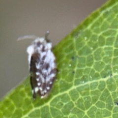 Psychodidae sp. (family) at Port Macquarie, NSW - 3 Aug 2024 08:10 AM