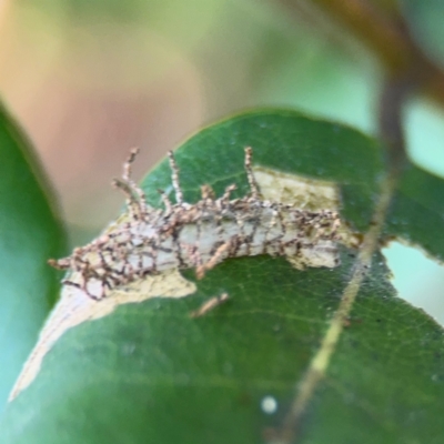 Hypertrophidae sp. (family) (Unidentified Twig Moth) at Port Macquarie, NSW - 3 Aug 2024 by Hejor1