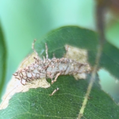 Hypertrophidae (family) at Port Macquarie, NSW - 3 Aug 2024 08:09 AM