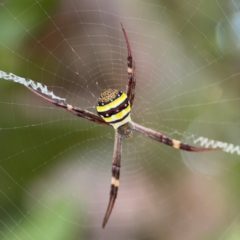 Argiope sp. (genus) at Port Macquarie, NSW - 2 Aug 2024 by Hejor1