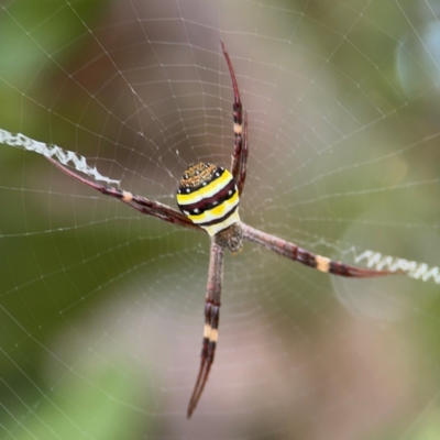 Argiope keyserlingi (St Andrew's Cross Spider) at Port Macquarie, NSW - 3 Aug 2024 by Hejor1