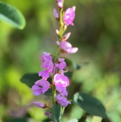 Indigofera australis subsp. australis at Port Macquarie, NSW - 2 Aug 2024 by Hejor1