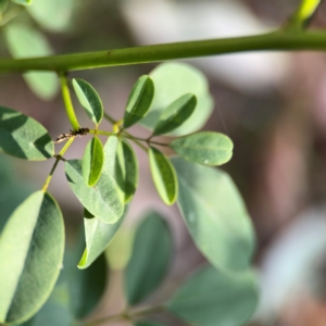 Indigofera australis subsp. australis at Port Macquarie, NSW - 3 Aug 2024 08:01 AM