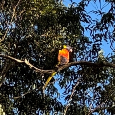 Trichoglossus moluccanus (Rainbow Lorikeet) at Port Macquarie, NSW - 2 Aug 2024 by Hejor1