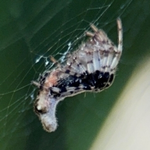 Cyclosa trilobata at Port Macquarie, NSW - 3 Aug 2024 07:47 AM