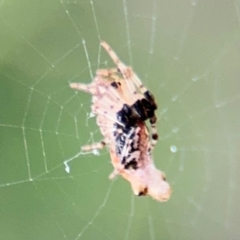 Cyclosa trilobata at Port Macquarie, NSW - 3 Aug 2024 07:47 AM