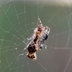Cyclosa trilobata at Port Macquarie, NSW - 3 Aug 2024 07:47 AM