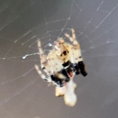 Cyclosa trilobata at Port Macquarie, NSW - 3 Aug 2024 07:47 AM