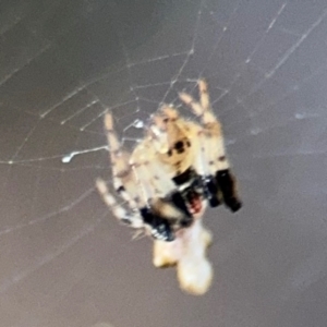 Cyclosa trilobata at Port Macquarie, NSW - 3 Aug 2024 07:47 AM