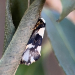 Philenora (genus) (A Tiger moth (Lithosiini)) at Port Macquarie, NSW - 2 Aug 2024 by Hejor1