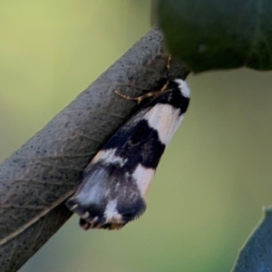 Philenora (genus) at Port Macquarie, NSW - 3 Aug 2024