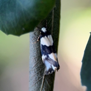 Philenora (genus) at Port Macquarie, NSW - 3 Aug 2024