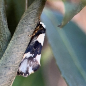 Philenora (genus) at Port Macquarie, NSW - 3 Aug 2024