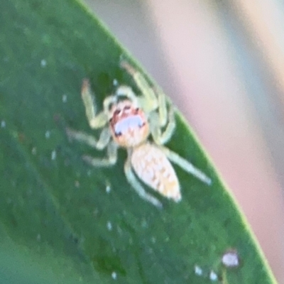 Opisthoncus sp. (genus) (Opisthoncus jumping spider) at Port Macquarie, NSW - 3 Aug 2024 by Hejor1