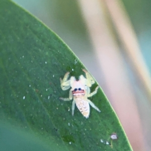 Opisthoncus sp. (genus) at Port Macquarie, NSW - 3 Aug 2024 07:44 AM