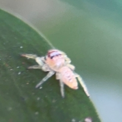 Opisthoncus sp. (genus) at Port Macquarie, NSW - 3 Aug 2024