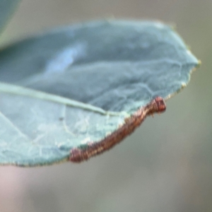 Geometridae (family) IMMATURE at Port Macquarie, NSW - 3 Aug 2024 07:34 AM