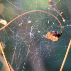 Araneidae (family) at Port Macquarie, NSW - 2 Aug 2024 by Hejor1