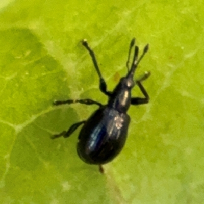 Euops sp. (genus) (A leaf-rolling weevil) at Port Macquarie, NSW - 3 Aug 2024 by Hejor1