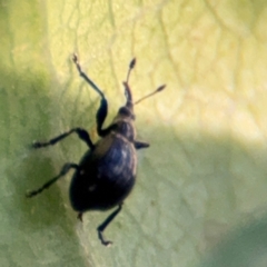 Euops sp. (genus) at Port Macquarie, NSW - 3 Aug 2024 07:29 AM