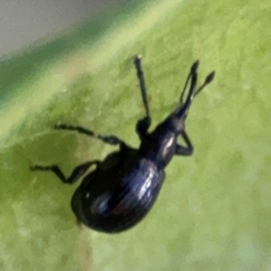 Euops sp. (genus) at Port Macquarie, NSW - 3 Aug 2024 07:29 AM