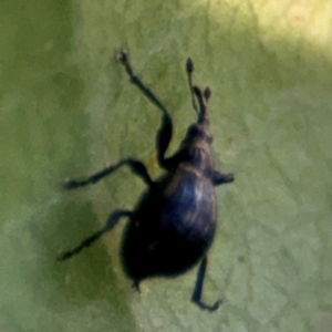 Euops sp. (genus) at Port Macquarie, NSW - 3 Aug 2024 07:29 AM