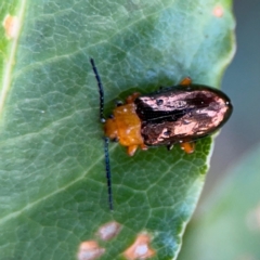 Lamprolina (genus) (Pittosporum leaf beetle) at Port Macquarie, NSW - 3 Aug 2024 by Hejor1