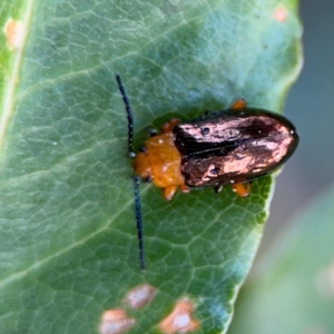 Lamprolina (genus) at Port Macquarie, NSW - 3 Aug 2024 07:26 AM