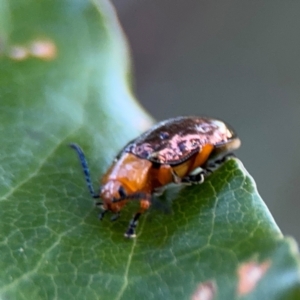 Lamprolina (genus) at Port Macquarie, NSW - 3 Aug 2024 07:26 AM