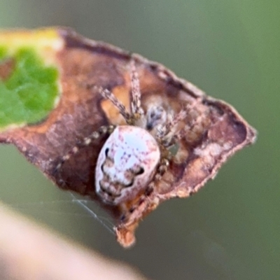 Araneidae (family) at Port Macquarie, NSW - 2 Aug 2024 by Hejor1