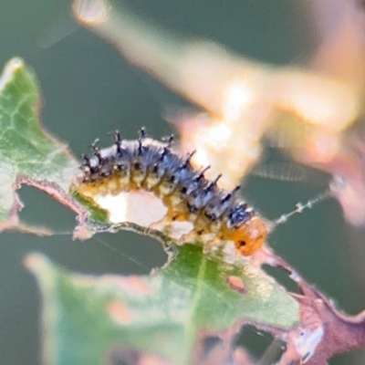 Lamprolina (genus) at Port Macquarie, NSW - 3 Aug 2024 by Hejor1