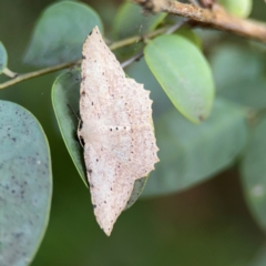 Luxiaria ochrophara (A Geometer moth) at Port Macquarie, NSW - 2 Aug 2024 by Hejor1