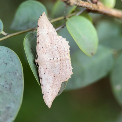 Luxiaria ochrophara (A Geometer moth) at Port Macquarie, NSW - 2 Aug 2024 by Hejor1