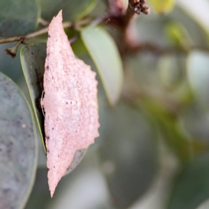 Luxiaria ochrophara at Port Macquarie, NSW - 3 Aug 2024